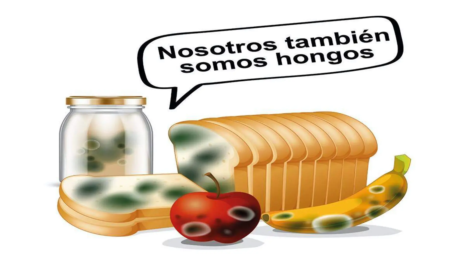 hongos 1